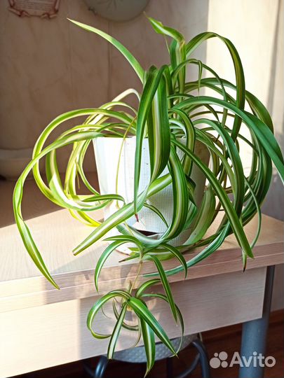 Комнатные растения