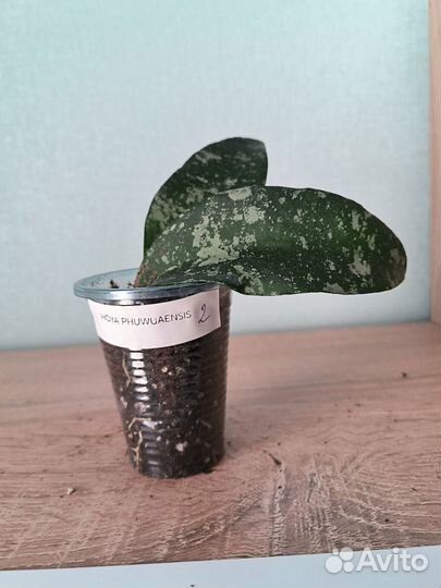 Хойи укорененные