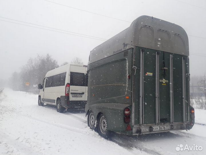 Перевозка коровы, теленка, овец, коз и т.д