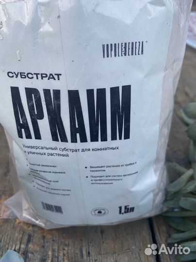 Суккуленты и цветы