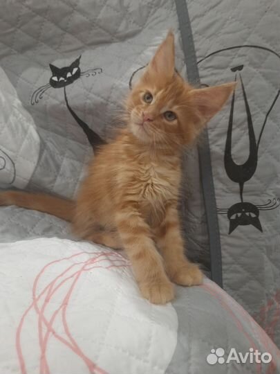Котята мейн-кун