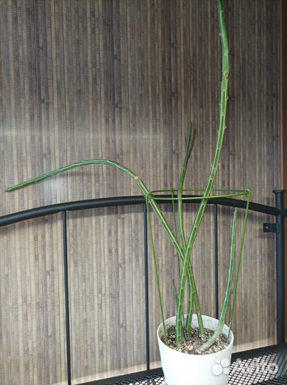 Сансевиерии и суккуленты