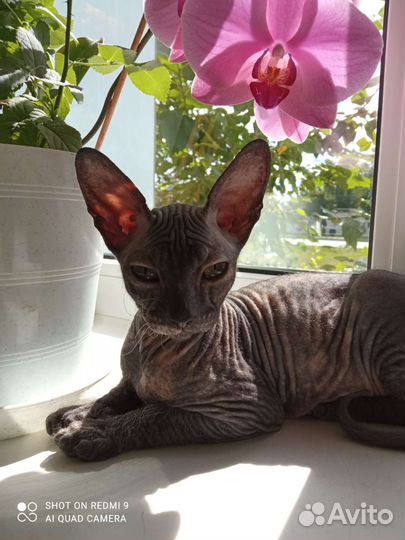 Донской сфинкс котята