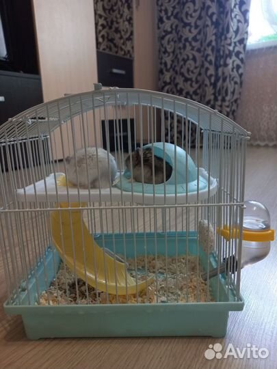 Хомяки,джунгарики