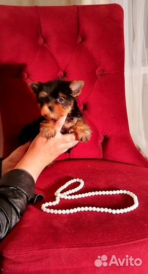 Кукольные малыши