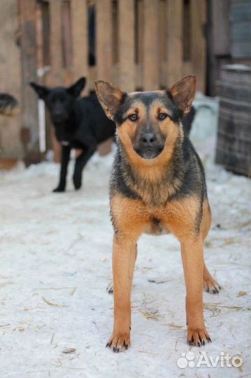 Собака в добрые руки отдам бесплатно