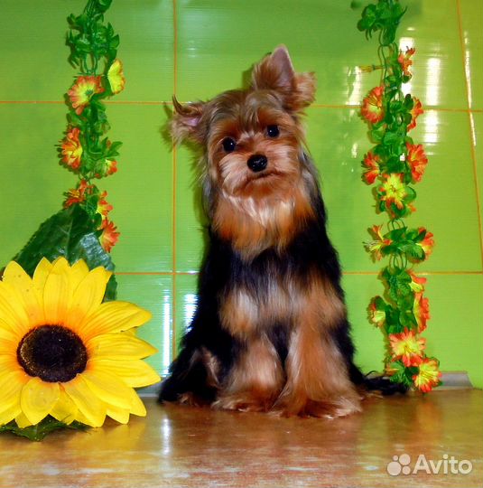 Йоркширский терьер - Мальчик 9 месяцев