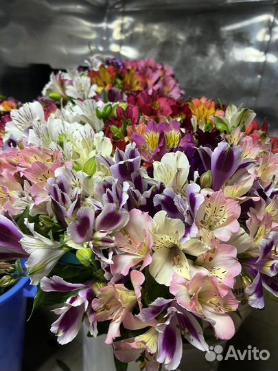 Цветы альстромерии