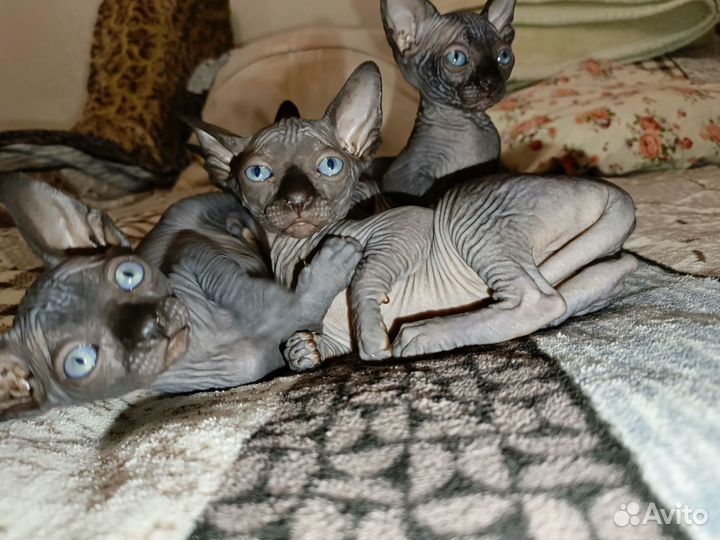 Канадский сфинкс котенок