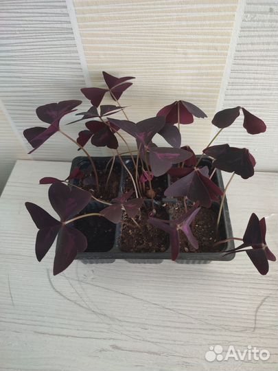 Кислица оксалис