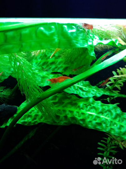 Креветки вишни