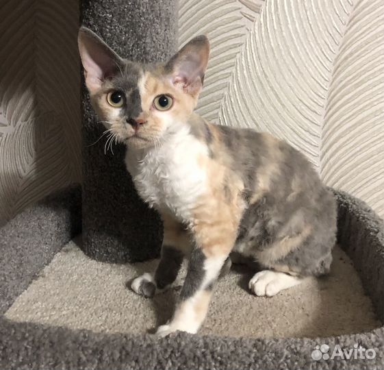 Котята девон-рекс