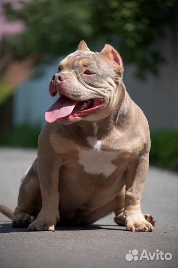 Американский булли покет