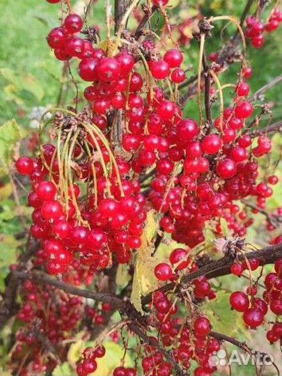 Смородина черная и красная (ягоды)