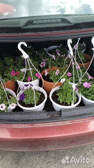 Цветы петунии рассада