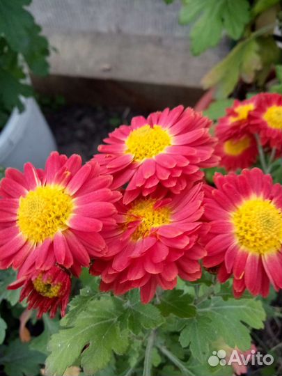 Хризантемы мультифлора