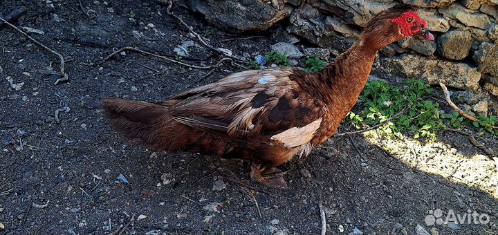 Утак индоутки