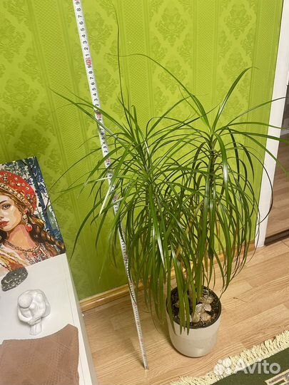 Пальма драцена, комнатные цветы