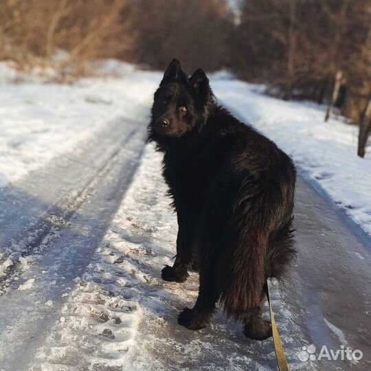 Вязка, кобель немецкая овчарка