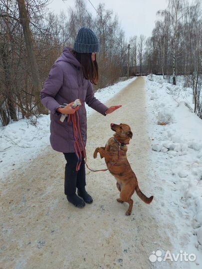 Собака в добрые руки