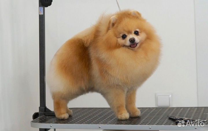 Породный груминг шпица, стрижка