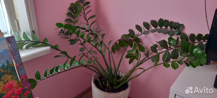 Замиокулькас