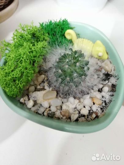 Мини садики, композиции