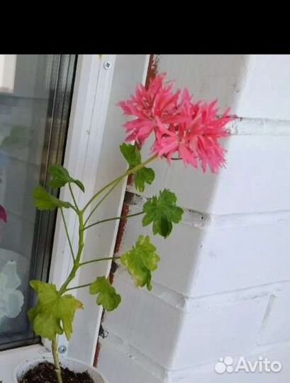 Герань пеларгония