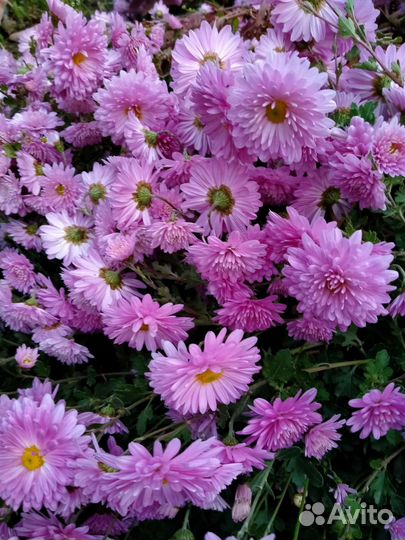 Хризантема