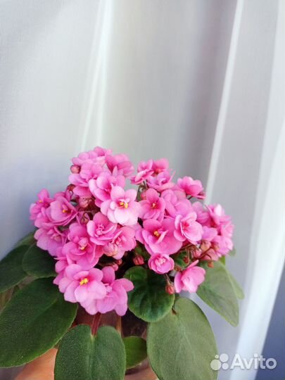 Фиалки листья