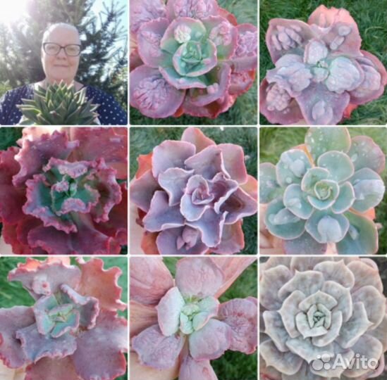 Выставка растений в Магнитогорске