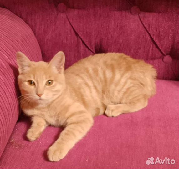 Киска Ириска