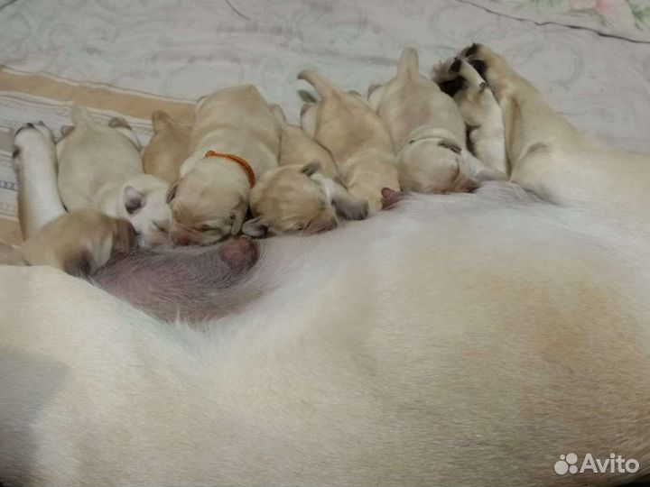 Щенки лабрадора ретривера (возможна доставка)