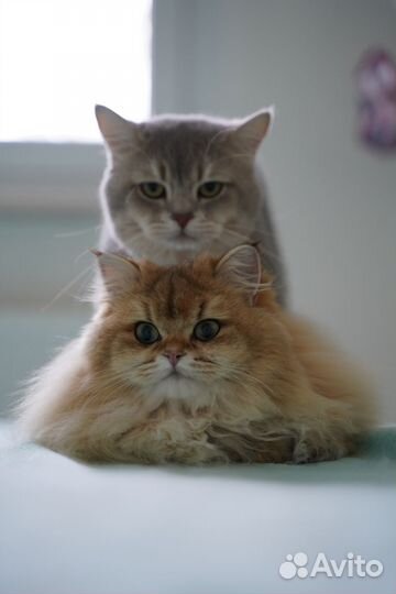 Чистокровный чемпион WCF Британский кот на вязку