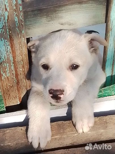 Милая девочка в добрые руки