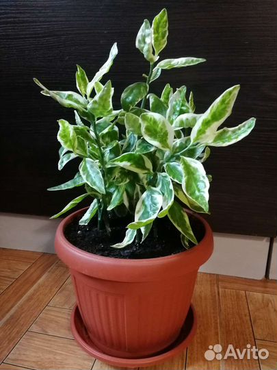 Педилантус