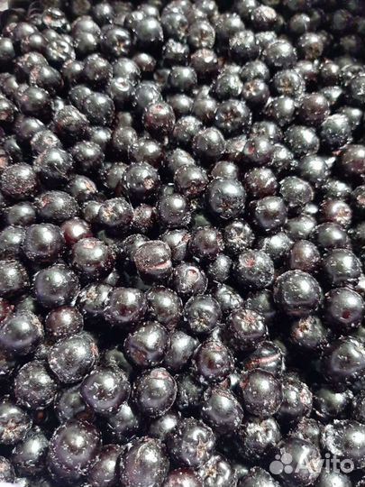 Рябина черноплодная