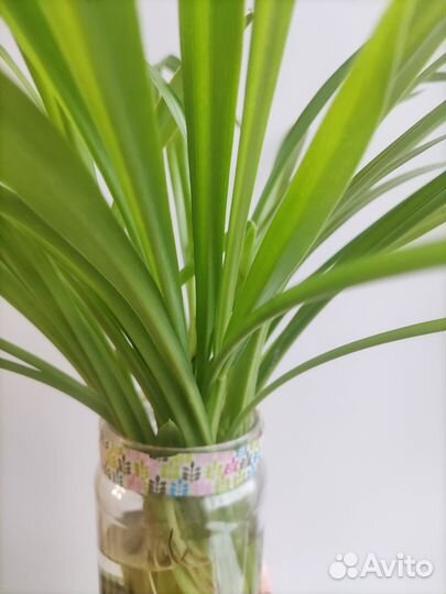 Хлорофитум