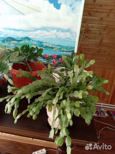 Цветы Шлюнбергер Декабрист