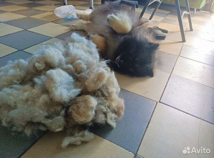 Стрижка собак, и кошек, вычес, груминг, грумер