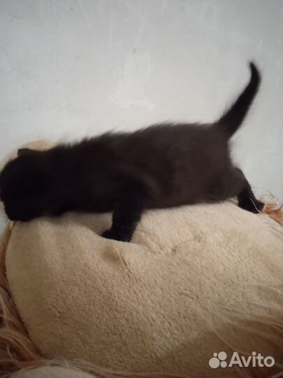 Отдам котенка (кот)