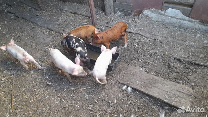 Поросята породы дюрок
