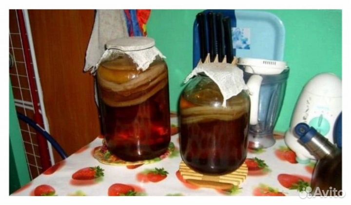 Чайный гриб комбуча