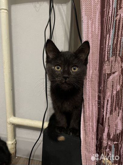 Котенок в добрые руки