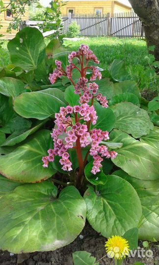 Многолетники для сада- бадан, клубни георгина