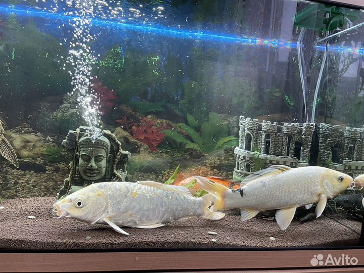 Аквариумные рыбки