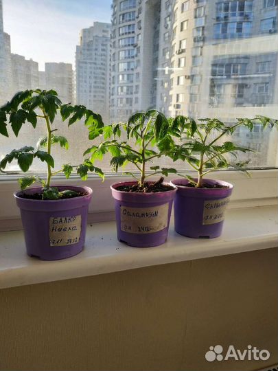 Мини-томаты для окна