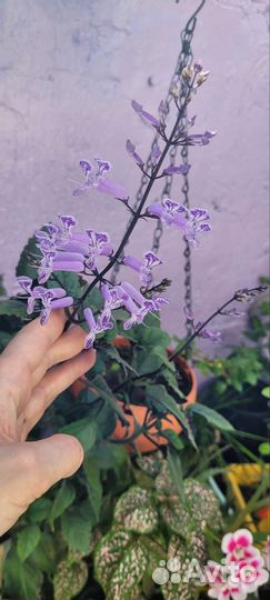 Плектрантус