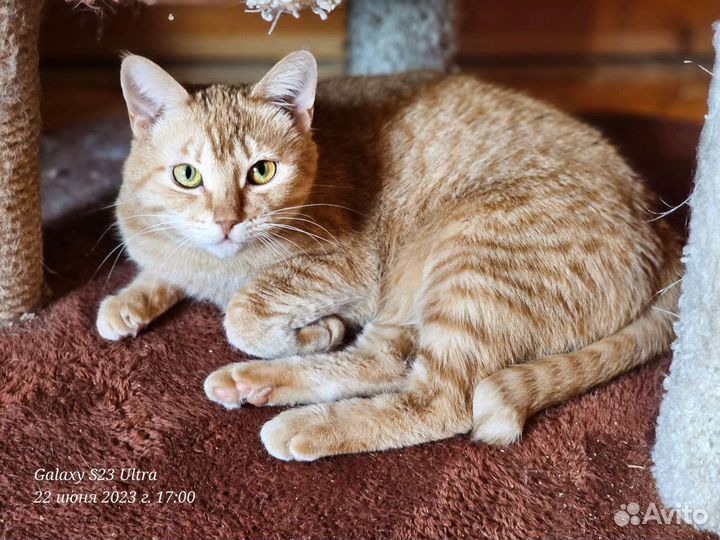 Рыжая кисуля в добрые руки