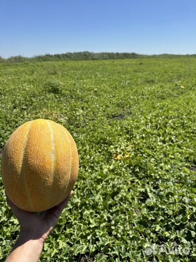 Дыня эфиопка